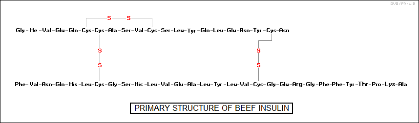 primary structure of beef insulin