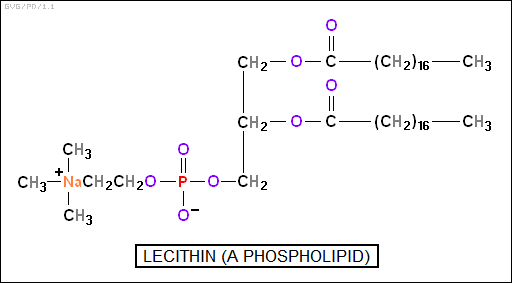 lecithin (a phospholipid)