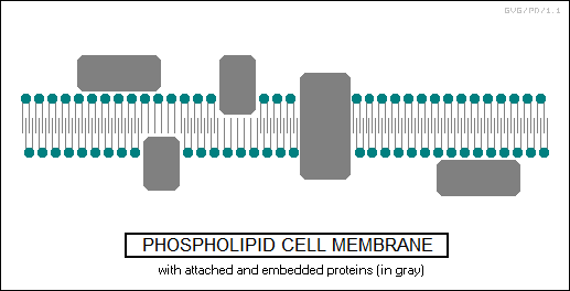 phosphlipid cell membrane