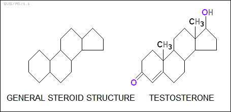 general steroid structure, testosterone