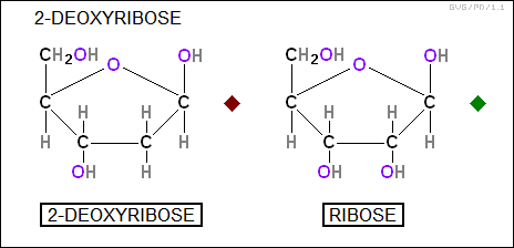 2-deoxyribose, ribose
