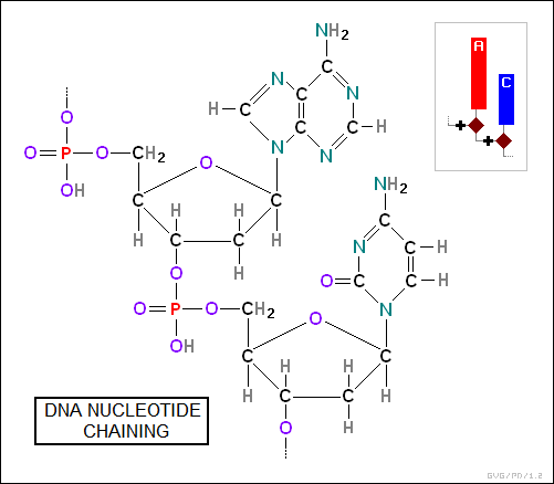 DNA nucleotide chaining