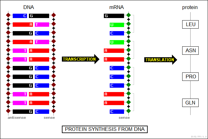 protein synthesis from DNA