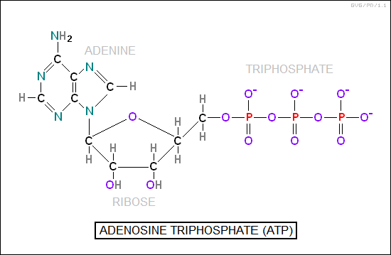 adenosine triphosphate (ATP)